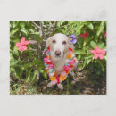 Search for hawaiian postcards Funny