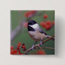 Search for chickadee badges Nature
