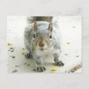 Search for food postcards Animal