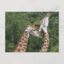 Search for two animals postcards South africa