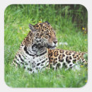 Search for panthera onca Feline