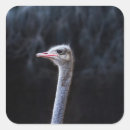 Search for funny ostrich stickers Face