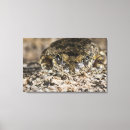 Search for tree frog canvas prints Animal
