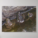 Search for froggy posters Frogs