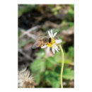 Search for pollinator posters Pollination
