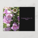 Search for foxglove flower postcards Purple
