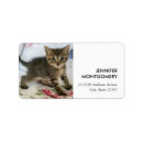 Search for kittens labels Cute kitty