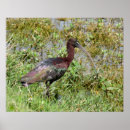 Search for ibis posters Florida