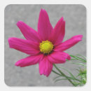 Search for cosmos stickers Beautiful