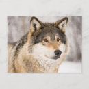 Search for winter snow wolf postcards Animal