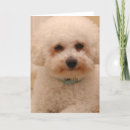 Search for fluffy white photography Dog