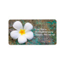 Search for plumerias return address labels Flower