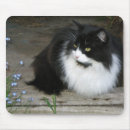 Search for longhair electronics Cat