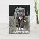 Search for cane corso cards Veterinarian