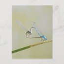Search for love dragonflies postcards Heart