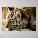 Search for next posters Life
