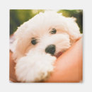 Search for kennel magnets Pets
