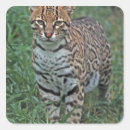 Search for forest cat stickers Animal