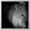 Search for pride posters Cat