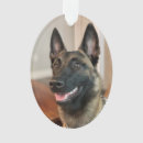 Search for belgian malinois christmas tree decorations Animal