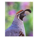 Search for desert bird posters Birding