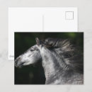 Search for dapple grey postcards Bob langrish