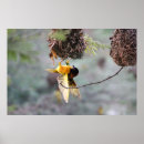 Search for birds nesting posters Africa