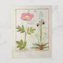 Search for medicinal plants postcards Testard