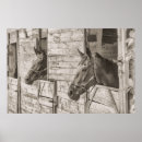 Search for stable posters Horse