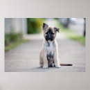 Search for german shepherds posters Puppy