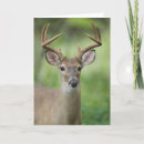 Search for white tailed cards Wild