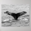Search for humpback whale posters Nature