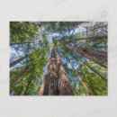 Search for national monument postcards Redwood