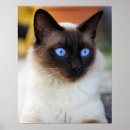 Search for kitty love posters Siamese