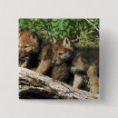 Search for cub square badges Wildlife