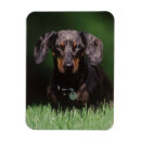 Search for dappled magnets Dachshund