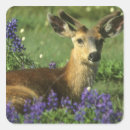 Search for black tailed stickers Deer