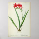 Search for pierre joseph redoute posters Botanical