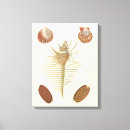 Search for seashell canvas prints Nautical