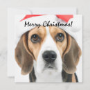 Search for beagle christmas cards Santa
