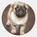 Search for dog picture stickers Pug
