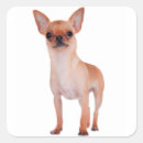 Search for short hair stickers Chihuahua