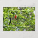 Search for bird perched on tree postcards Cardinal