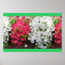 Search for azalea art Blooms