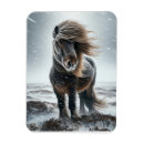 Search for icelandic magnets Pony