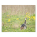 Search for wild turkeys posters Photography