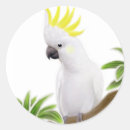 Search for cockatoo stickers Galah