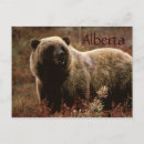 Search for alberta postcards Animal