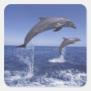 Search for bottlenose dolphin stickers Ocean