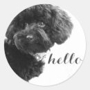 Search for poodle stickers Dog